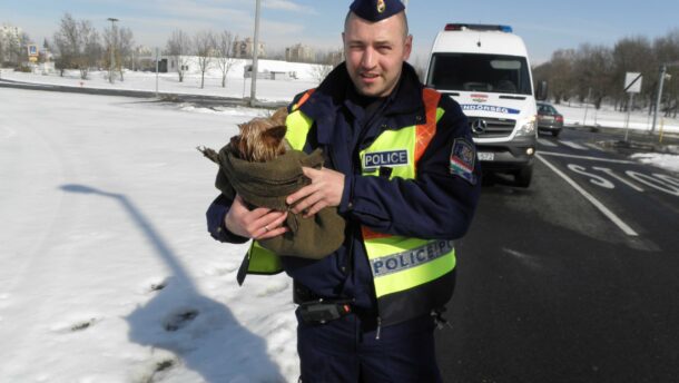 Kiskutyát mentett a vásárhelyi rendőr