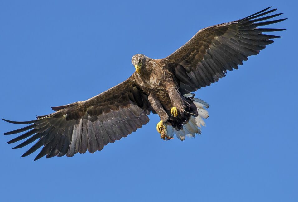 Magyar természetvédelmi projektre is lehet szavazni az Európai Natura 2000 Díj döntőjében!