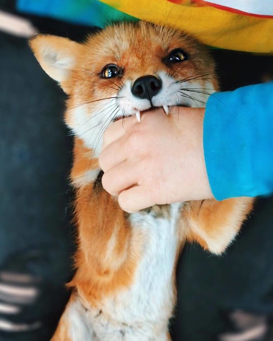 Napi cuki: íme Juniper, a világ legboldogabb rókája 2