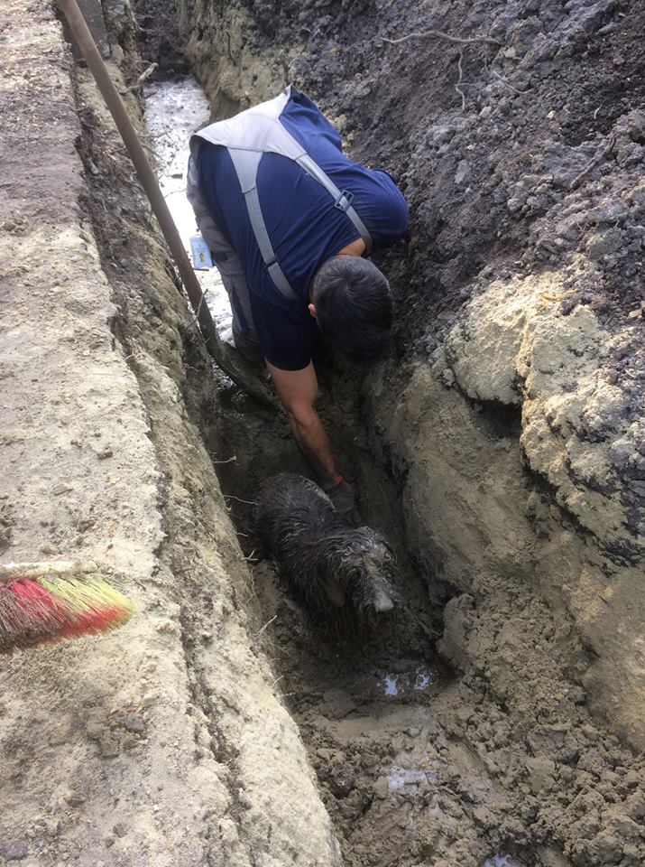 Négylábú ügyintézés - kutyát mentettek a hivatalnokok
