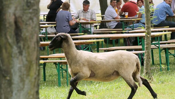 Napi cuki: szökésben a birka! 1