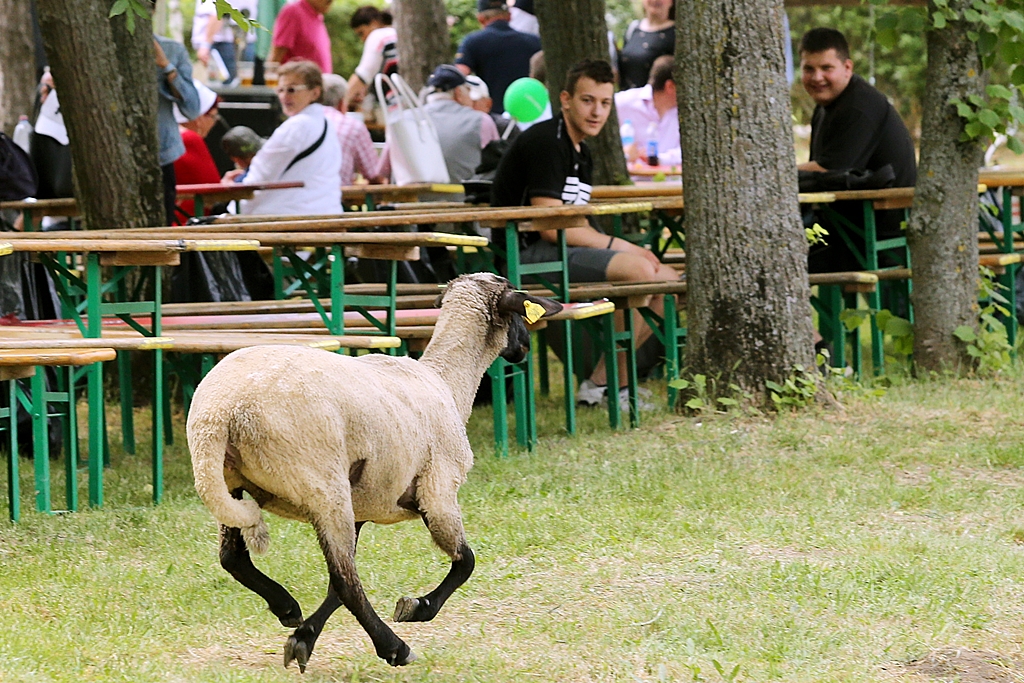 Napi cuki: szökésben a birka!