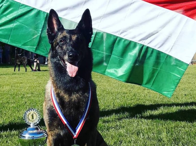 Egy magyar holland a világ legjobb mentőkutyája 1