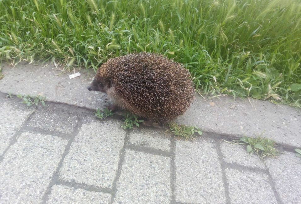 Nap képe: napozó sün a Deák Ferenc utcán