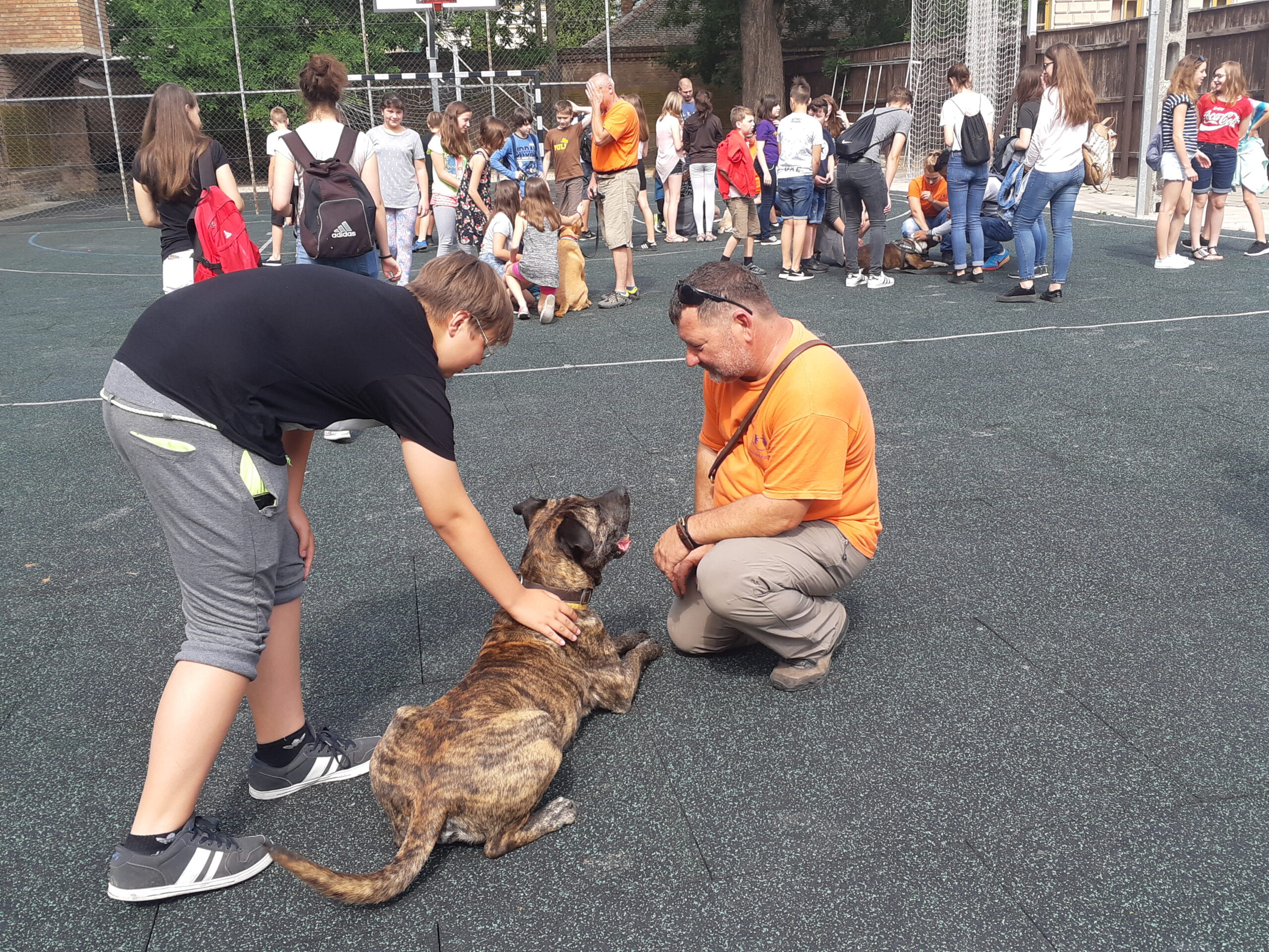 Trükkös kutyák szerepeltek a Bethlen egészségnapján 4