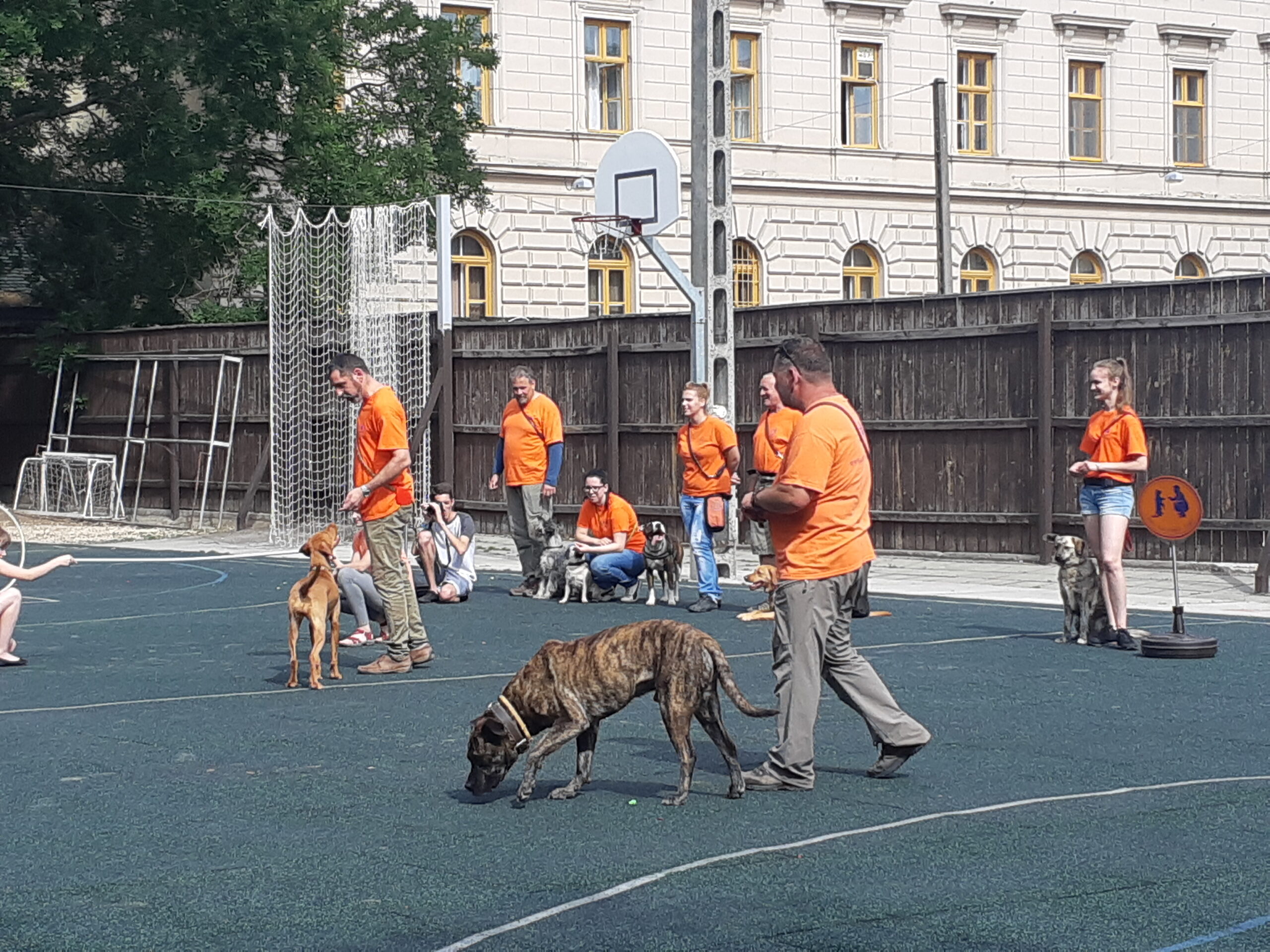 Trükkös kutyák szerepeltek a Bethlen egészségnapján 7