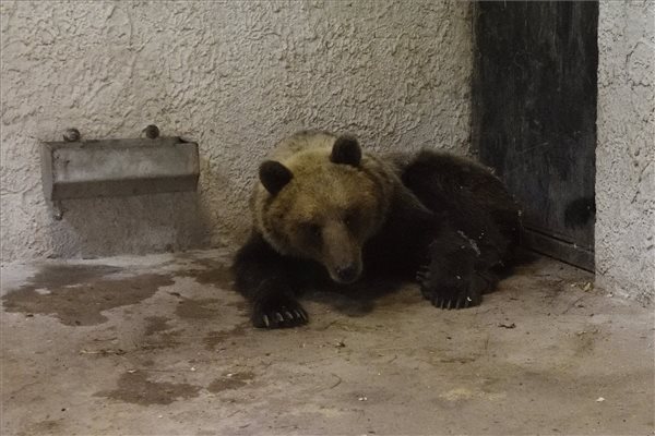 A Szegedi Vadasparkban gondozzák az ország kóborló maciját - FOTÓK! 1