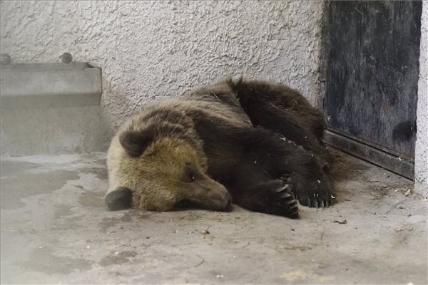 A Szegedi Vadasparkban gondozzák az ország kóborló maciját - FOTÓK!