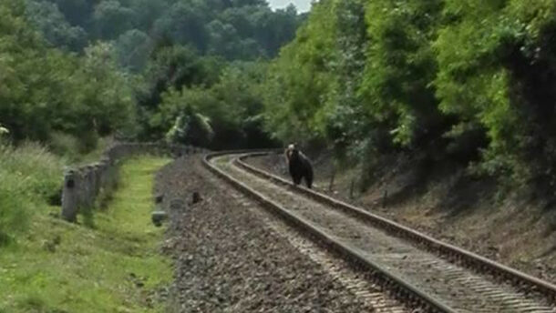 Már Csongrád megyében kószál az ország medvéje