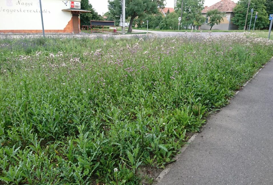 Panaszláda: lassan térdig ér a gaz a Pálffy és Holló utca sarkán 2