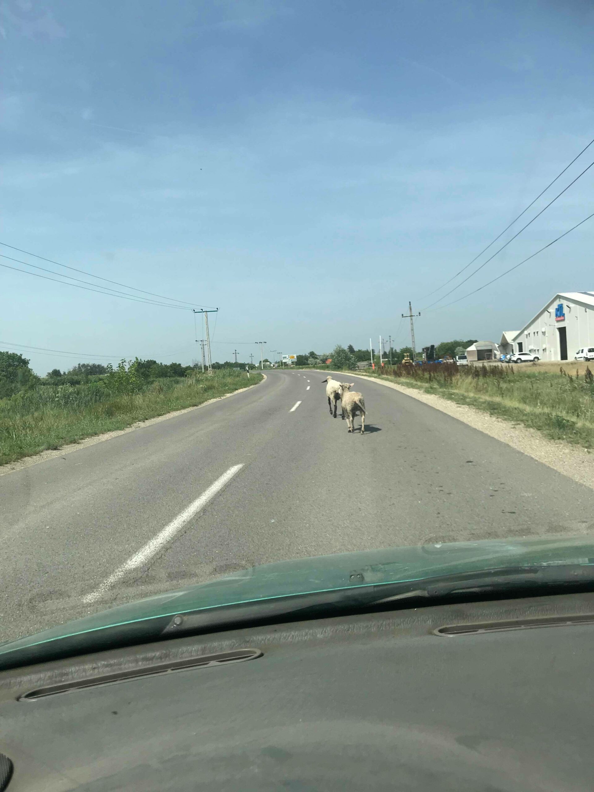 Vigyázat, birkák az úton! 2
