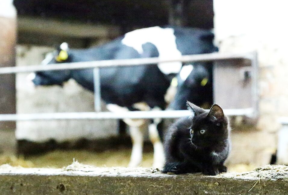 "Ha nem lenne a támogatás, két-három éven belül bezárnék" 11