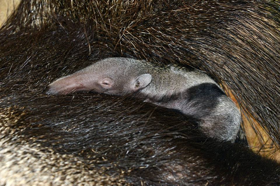 Napi cuki: szépen fejlődik Flódni és Briós