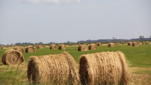 Mától fizethetők ki az idei agrártámogatások előlegei