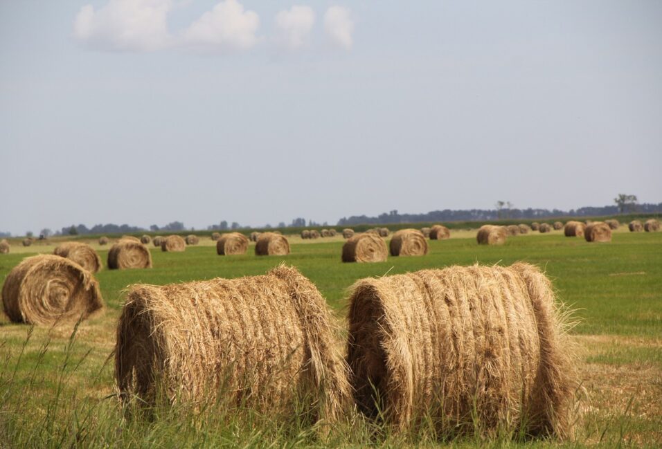 Mától fizethetők ki az idei agrártámogatások előlegei