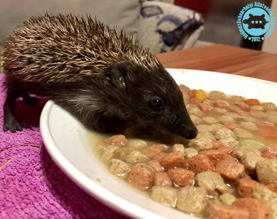 Ünnepel a Hódmezővásárhelyi Állatvédő Egyesület 3