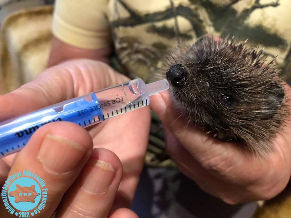 Ünnepel a Hódmezővásárhelyi Állatvédő Egyesület 5