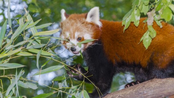 Vörös panda érkezett a Szegedi Vadasparkba