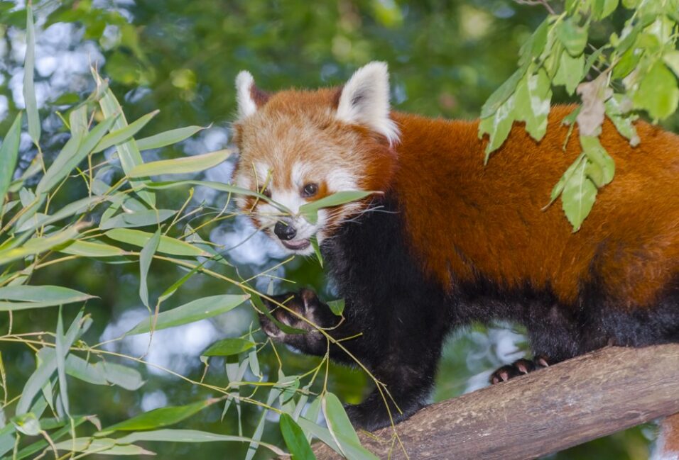 Vörös panda érkezett a Szegedi Vadasparkba