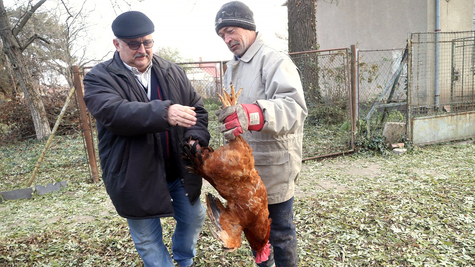 Fél sertést, kakast és őrölt paprikát kaptak a székkutasi közmunkások 3