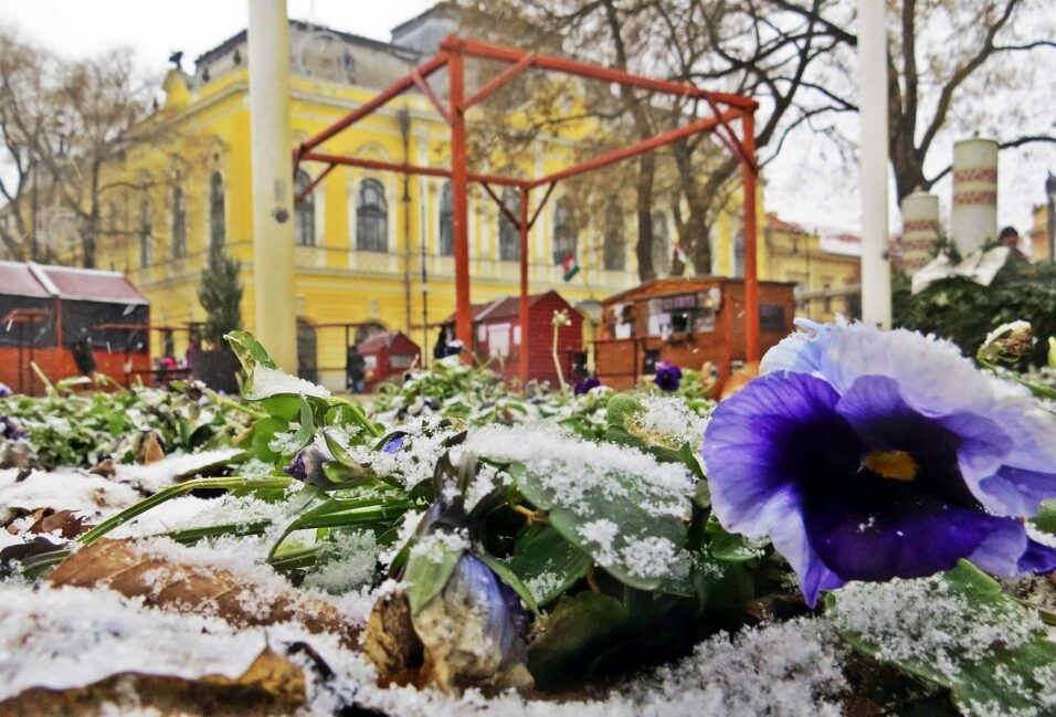 Megérkezett Vásárhelyre az év első hava 3