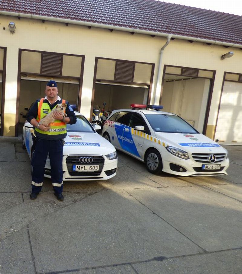Rendőrök nyugtatták meg a balesetet szenvedett kutyát