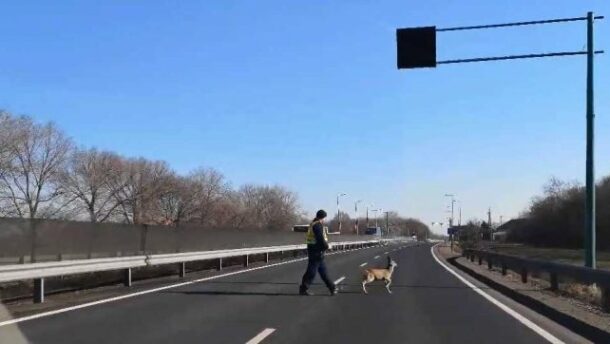 Vezetőszíjon mentettek gidát a rendőrök (videó)