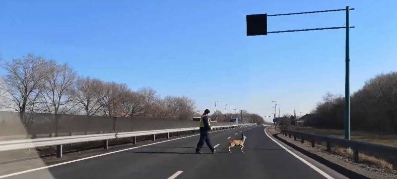 Vezetőszíjon mentettek gidát a rendőrök (videó)