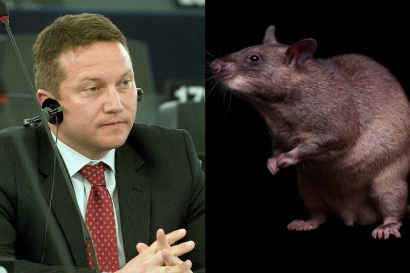 A dupla öngól beismerése: Ujhelyi kihátrált a patkányozásból
