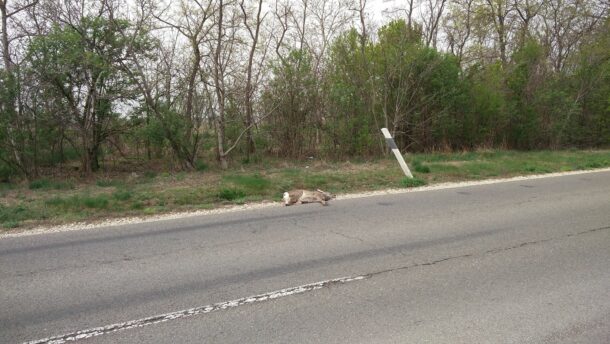 Két őzet gázolt el egy autó ma a vásárhelyi elkerülőn