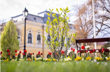 Liliomfát ültetett a Kossuth térre a Szeretem Vásárhelyt Egyesület 2