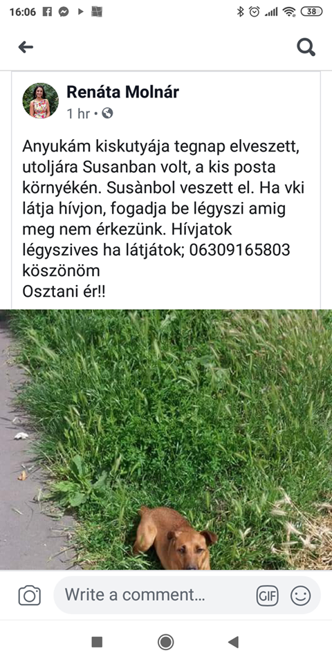 Segítsünk hazajutni a susáni kutyusnak! 1