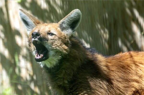 Sörényes farkasok születtek a Szegedi Vadasparkban 1