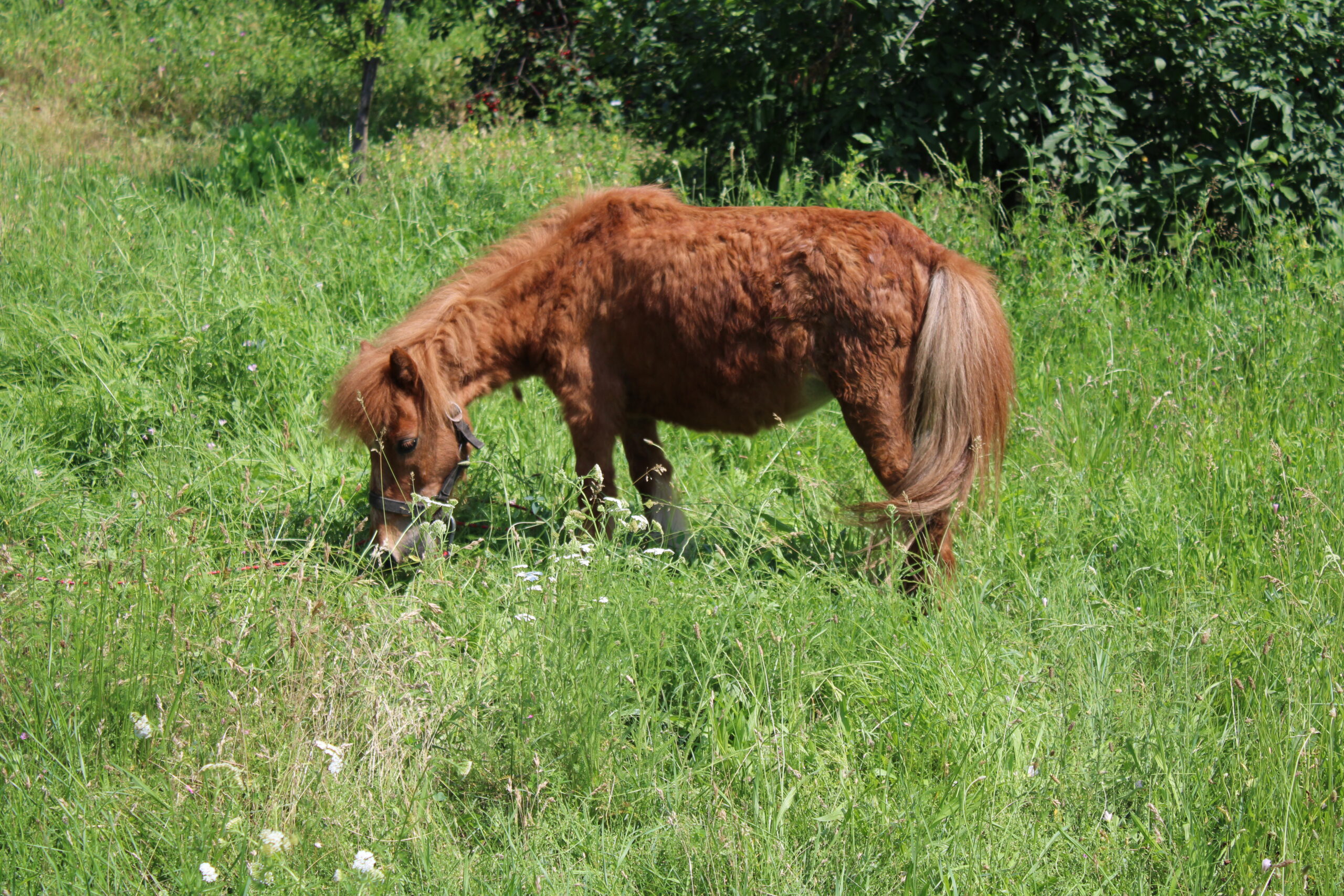 Akkora a fű a susáni játszótéren, hogy lovak legelnek rajta! 3