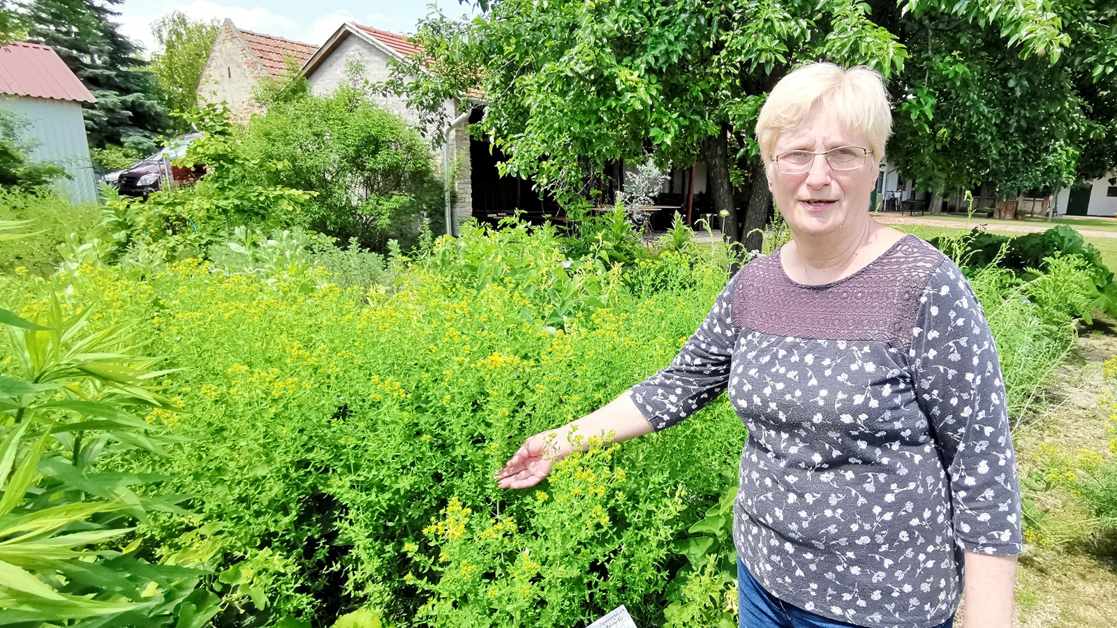 Berek Ágota: a gyógynövényeknek óriási szerepe van az életünkben, ezt közvetíti az Ezerjófű Egyesület 1