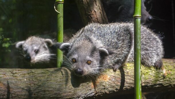 Binturongok születtek a Szegedi Vadasparkban