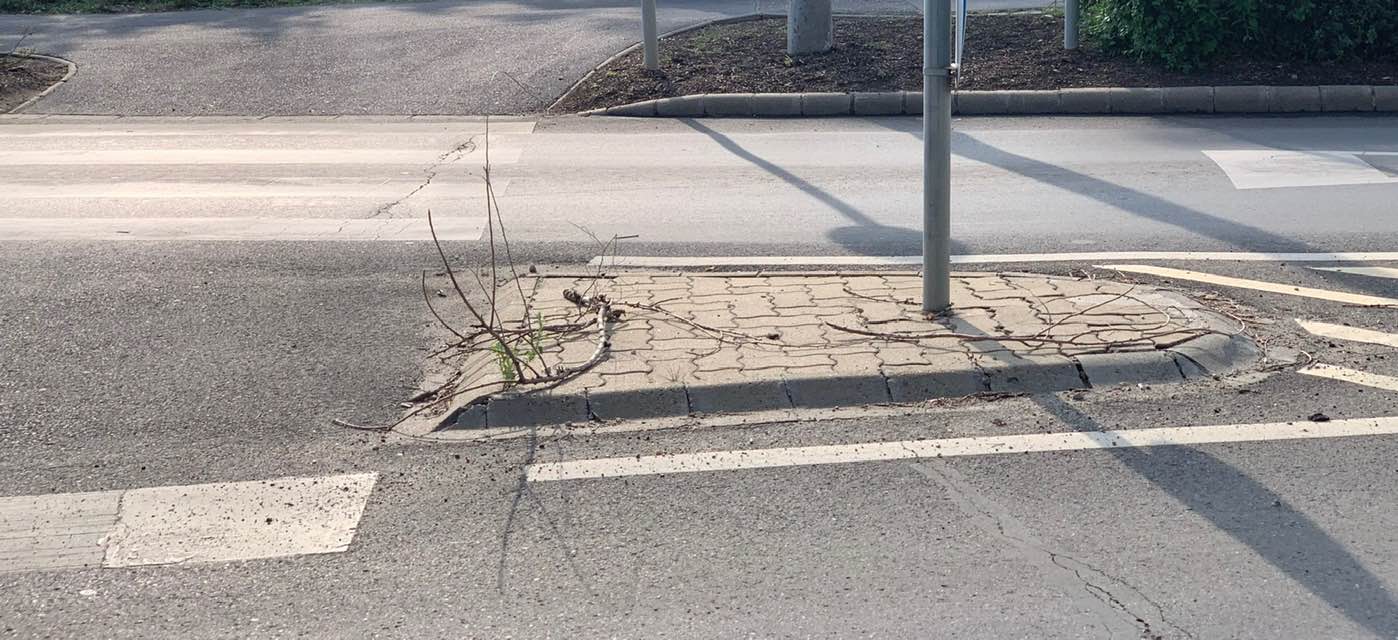 Benőtte a padot a gaz a Kaszap utcán 1