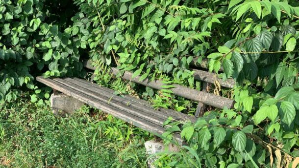 Benőtte a padot a gaz a Kaszap utcán 3