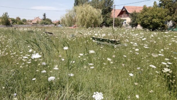 Embertelen gaztenger az Orgona utca végén 2