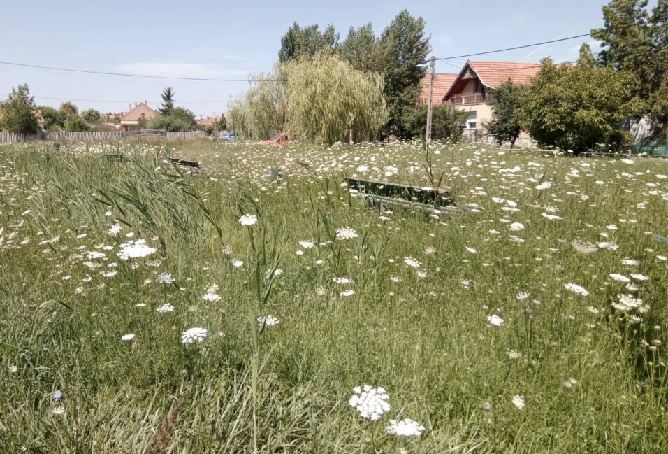 Embertelen gaztenger az Orgona utca végén 2