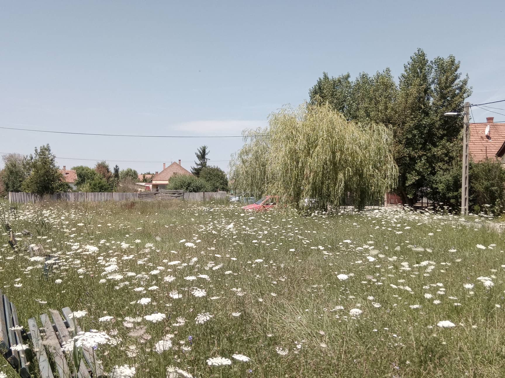 Embertelen gaztenger az Orgona utca végén 3