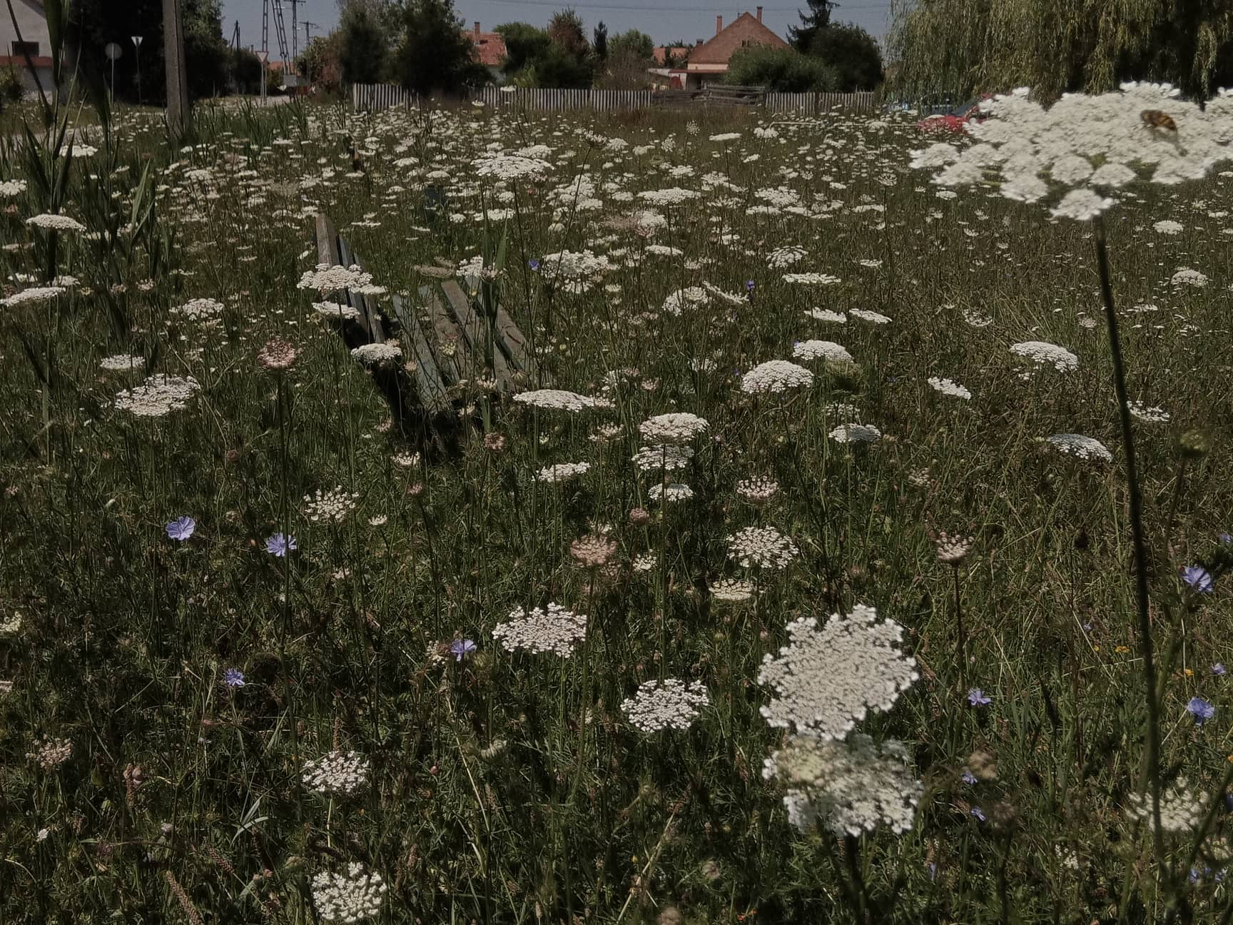 Embertelen gaztenger az Orgona utca végén 5