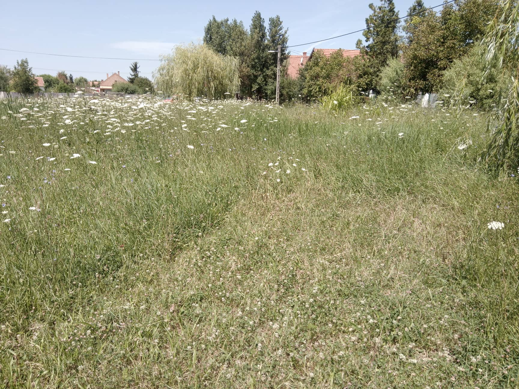 Embertelen gaztenger az Orgona utca végén 6