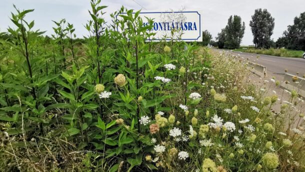 Gazzal benőtt várostáblák fogadják a Vásárhelyre érkezőket 3