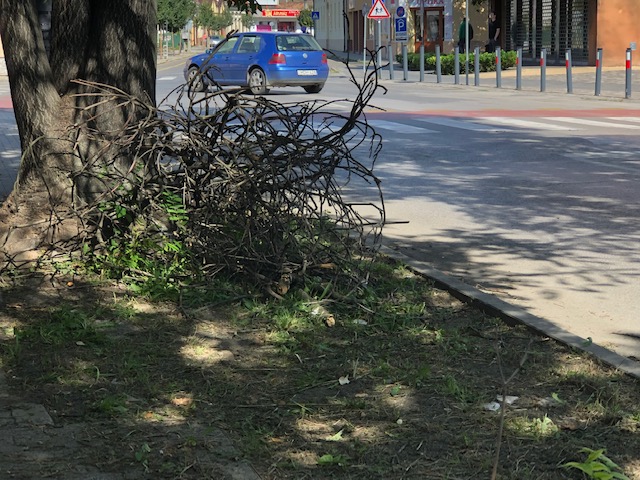 Magas fű, gally, szemét csúfítja Vásárhely utcáit 3