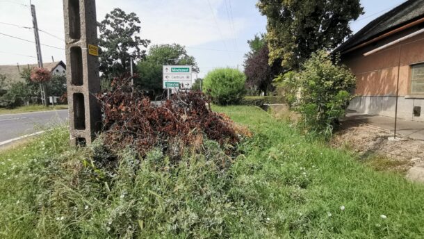 Már a gaz is benőtte az el nem vitt zöldhulladékot a Jókai utcán