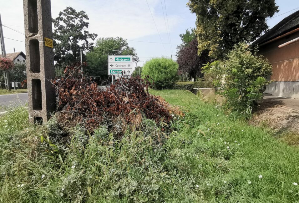 Már a gaz is benőtte az el nem vitt zöldhulladékot a Jókai utcán