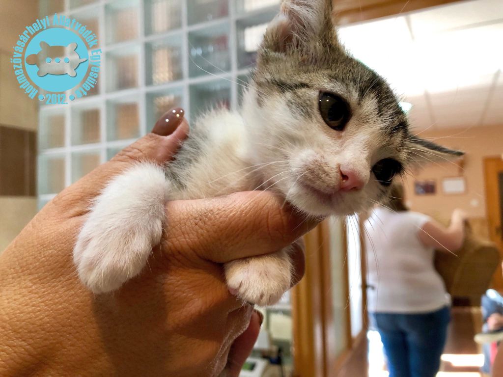 Állatorvoslátogatással telt a szerda délután a Hódmezővásárhelyi Állatvédők Egyesületénél 2