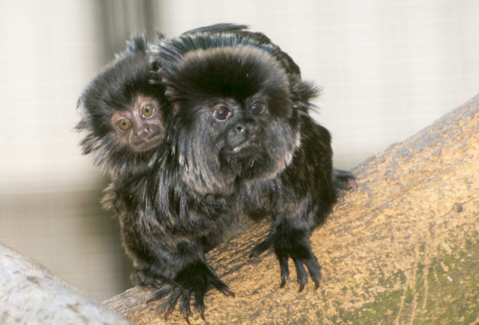 Goeldi-tamarin született a Szegedi Vadasparkban