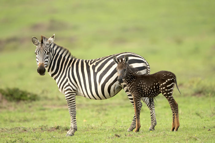 Pöttyös zebrabébi született Kenyában 1